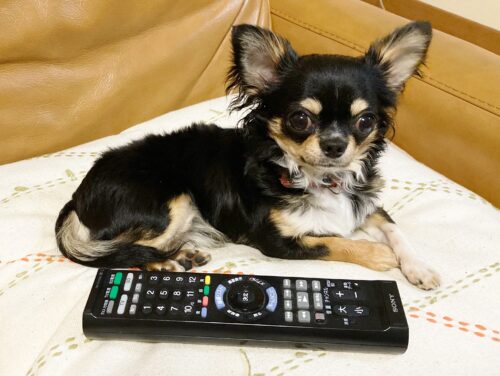 愛犬クラちゃん